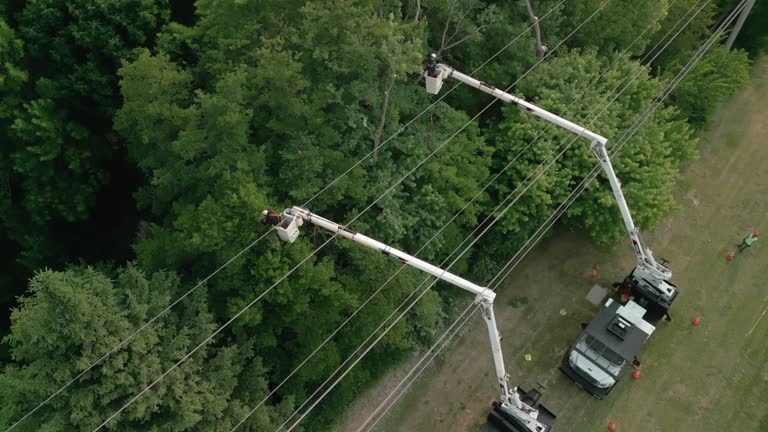 Tree and Shrub Care in Mission Canyon, CA