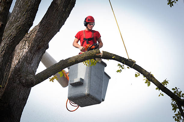 Leaf Removal in Mission Canyon, CA